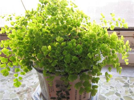 蕨類(lèi)植物