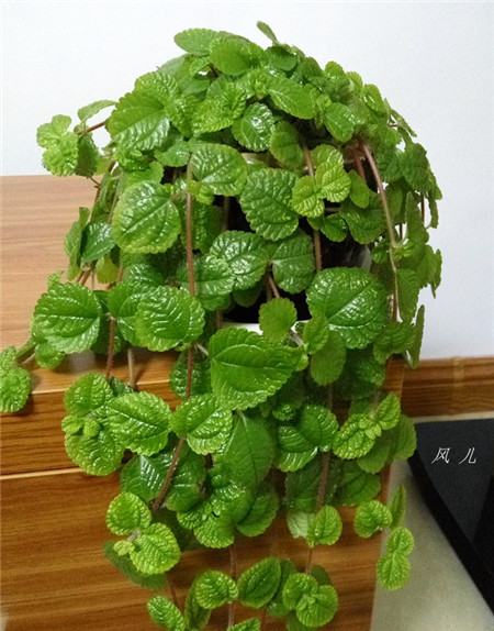 吸毒草