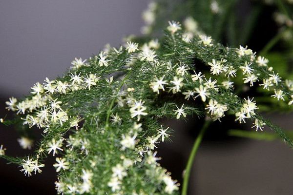 能把這50種花養(yǎng)全，這輩子就值了！