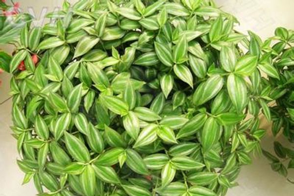 6種長得超快的花，2個(gè)月占滿陽臺(tái)！
