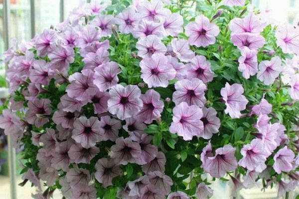 愛(ài)花的人，千萬(wàn)不要看這些花，會(huì)中毒！