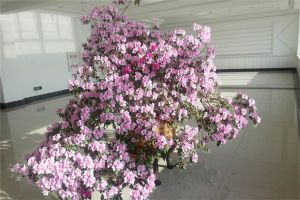 20年的玉樹(shù)，30年的梔子，養(yǎng)花就養(yǎng)一輩子！