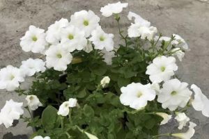 抓緊給花剃個(gè)頭，1個(gè)月再爆盆，再晚就來(lái)不及了！