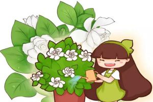 梔子夏天長最快，這么養(yǎng)10天就爆滿盆，黃葉全沒了！