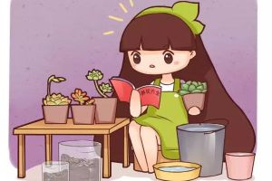 多肉葉子干成皮？恭喜你，養(yǎng)成多肉老樁啦！