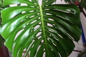 不開(kāi)背還叫龜背竹？學(xué)1招，葉片開(kāi)裂三指寬，黑亮猛躥兩米高！