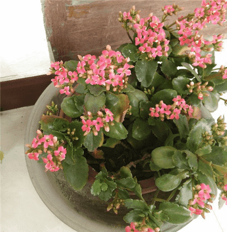 長(zhǎng)壽花
