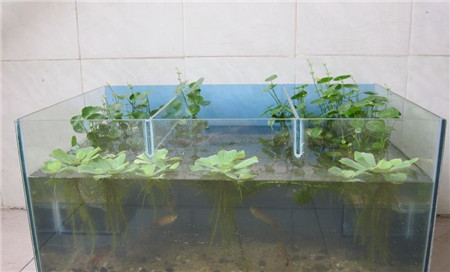 銅錢草在魚(yú)缸里面養(yǎng)殖要注意些什么