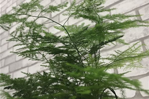 吊蘭文竹發(fā)財(cái)樹(shù)，夏天就得這么養(yǎng)，否則...