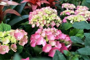 養(yǎng)花太麻煩？只學1招，躺著都能養(yǎng)爆盆！