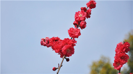 鹽水能否用來(lái)澆花