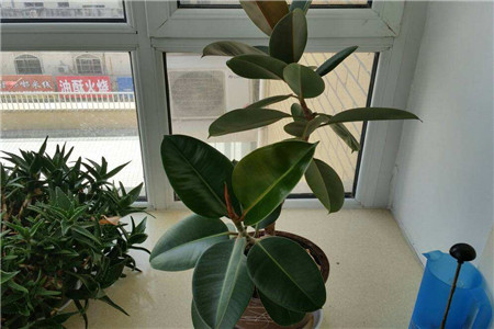 橡皮樹(shù)