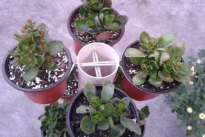 陽臺太小咋養(yǎng)花？1根管子彎個鐵絲，做個立體花架吧！