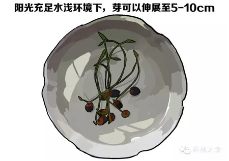 換水光照