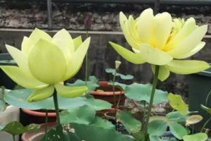 給點(diǎn)水就爆盆，越曬花越大，這花真無敵了！