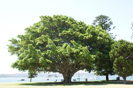 榕樹(shù)
