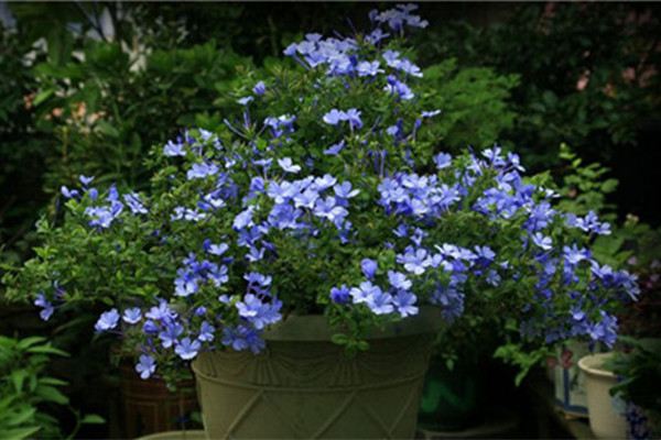 這10種花不怕曬，越曬長(zhǎng)花開(kāi)得越旺！