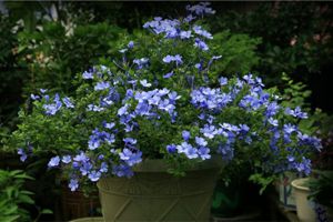 這10種花不怕曬，越曬長花開得越旺！