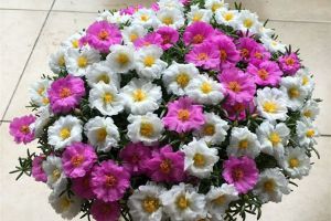 想要爆盆？就種這些花