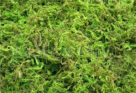 水苔簡(jiǎn)介