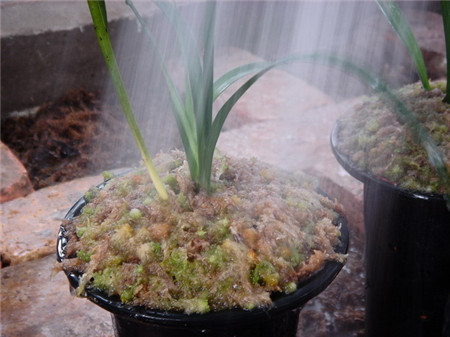 水苔特點(diǎn)