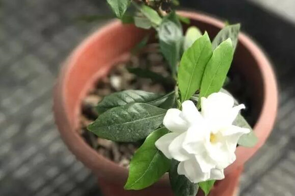 酸堿土不能養(yǎng)？撒把灰澆點(diǎn)醋，花立馬瘋長！