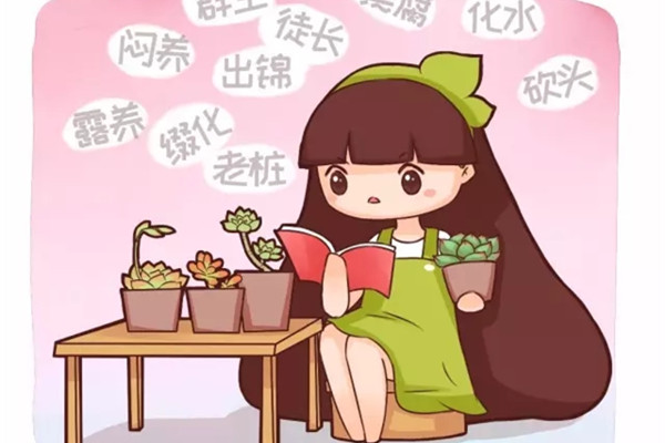 多肉的幾種養(yǎng)殖方式，都試試吧
