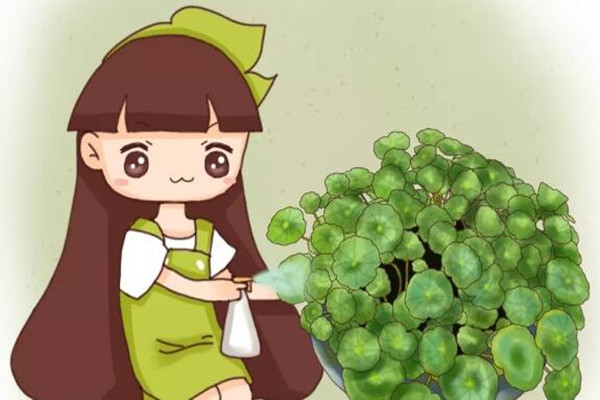 澆水加勺糖，葉子綠得流油，片片巴掌大！