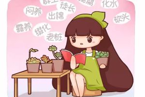多肉的幾種養(yǎng)殖方式，都試試吧