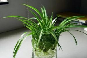 綠蘿吊蘭...水培總黃葉！只要3步，立馬變綠！