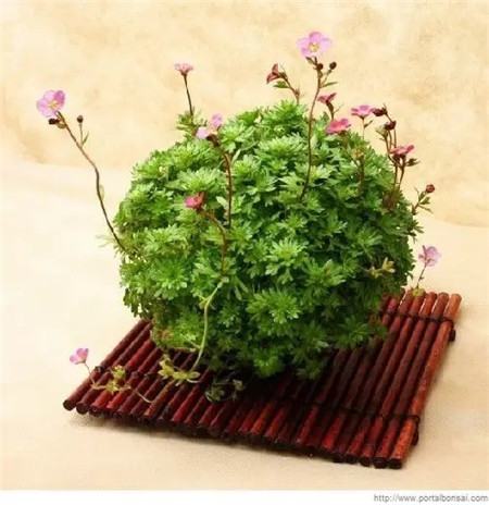 苔蘚