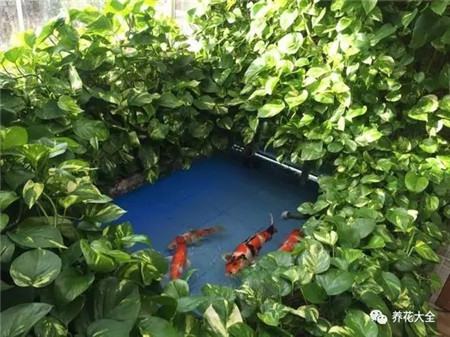 魚缸水怎么用