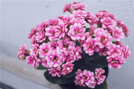 長壽花