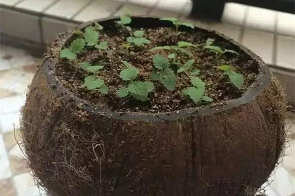 這幾個小物件都能做花盆，你都知道嗎