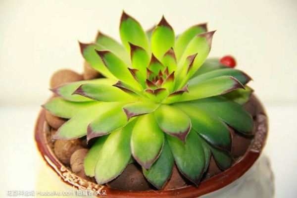 澆水時一定加點料，不然花兒可養(yǎng)不好