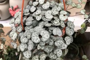 長成心形的葉片，比綠蘿吊蘭好看多了，滿滿的全都是愛