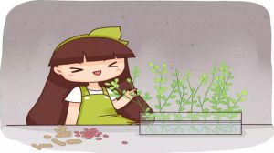 1?；ㄉ优枥铮L大竟比綠蘿還美，1棵結了50個果！
