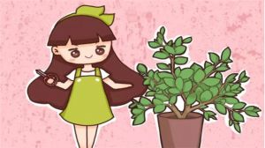 梔子月季咔嚓1刀，花苞多到爆，枝都?jí)簭澚耍?></a><p class=