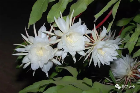 曇花