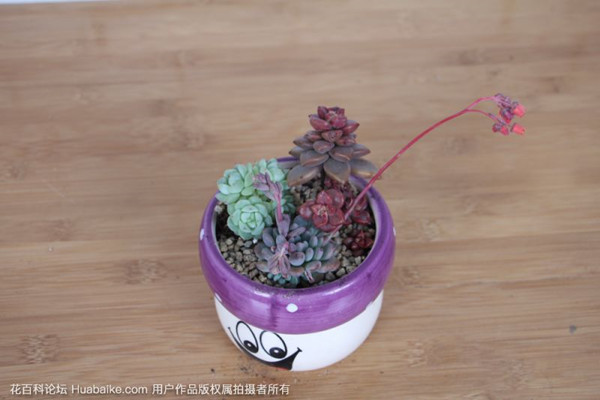 多肉開花，十分驚艷，可是要怎么養(yǎng)呢