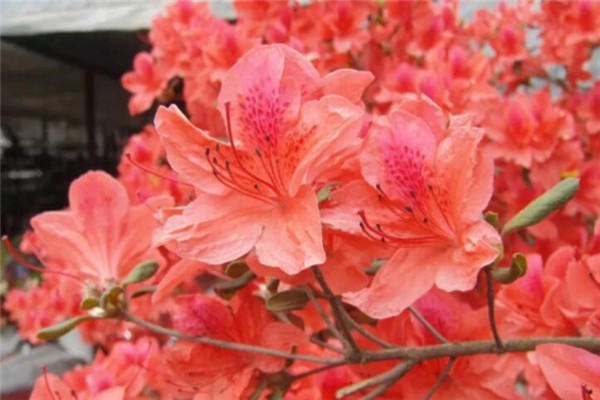 盆里滴點它，杜鵑再也不黃葉，開花爆盆100朵！