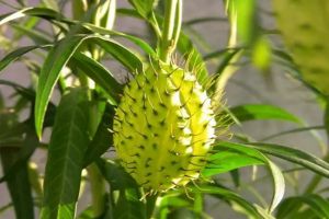 15種常見觀果植物，你都見過(guò)嗎