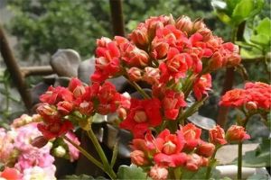 長(zhǎng)壽蹭蹭猛躥，光長(zhǎng)葉不開花？來(lái)1刀，1個(gè)月爆盆給你看！