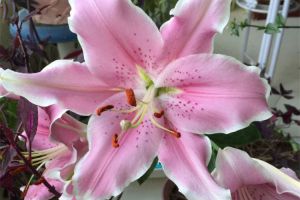 這些花兒懸掛起來(lái)，美過(guò)吊蘭、綠蘿一百倍