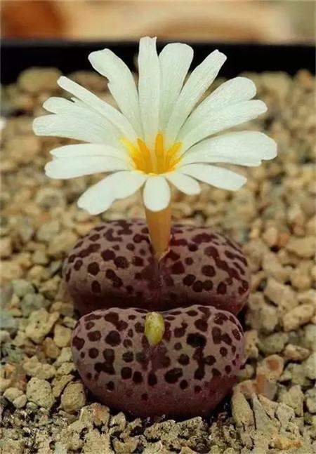 生石花開花