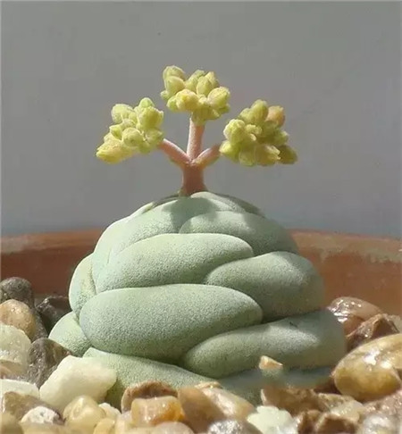 生石花開花