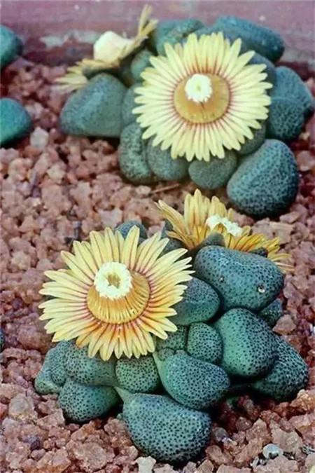 生石花開花