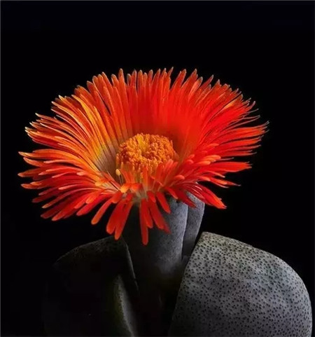 生石花開花