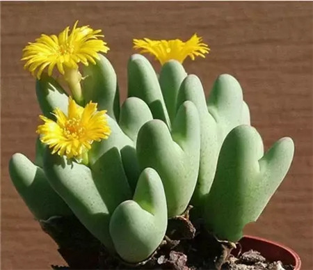 生石花開花