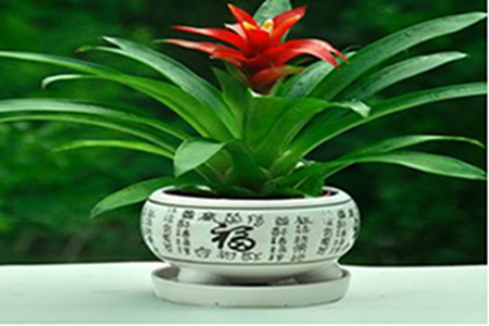 漂亮的鴻運當(dāng)頭